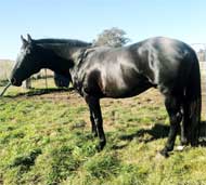 Australian-Stock-Horse