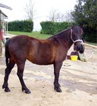 Landais-Pony
