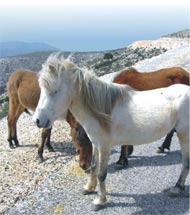 Pindos-Pony