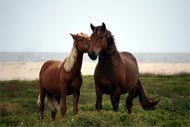 Sable-Island-Pony