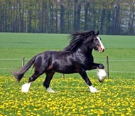 Shire-Horse