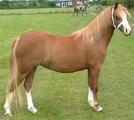 Welsh-Pony-TypA